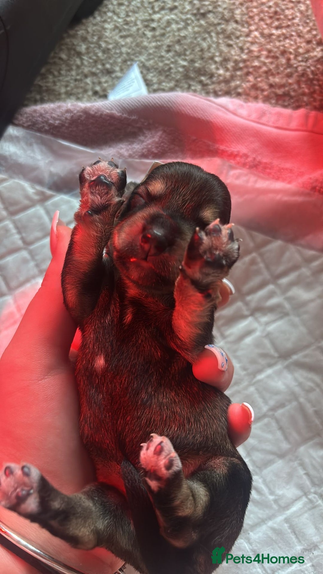 Dachshund dogs for sale: 🐾 Beautiful Dachshund Puppies - Image 15