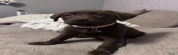 Labrador Retriever dogs for sale: Chocolate Female Labrador  in Portsmouth - Advert 12