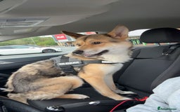 Huskita dogs for sale: Male Huskita - Image 3
