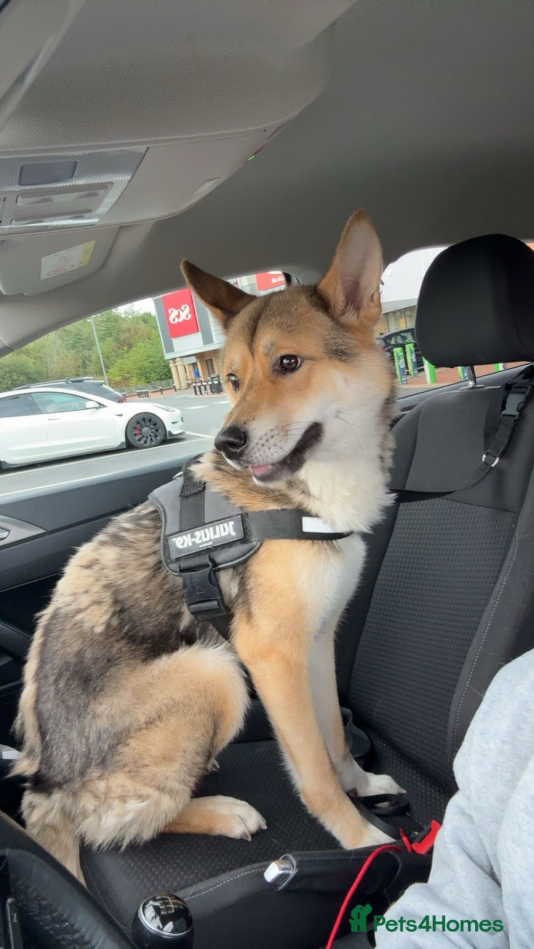 Huskita dogs for sale: Male Huskita - Image 3