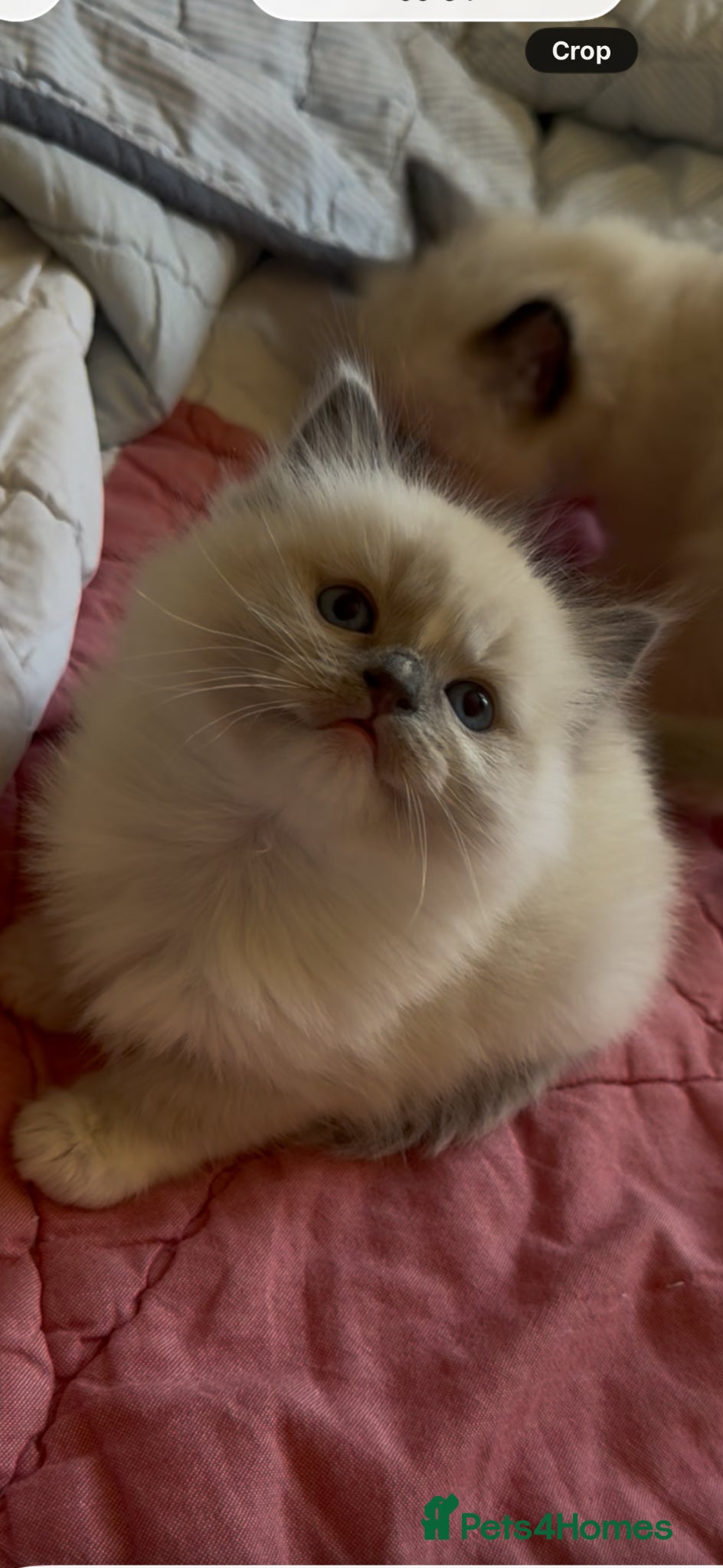 Ragdoll cats adorable  kittens ready to go home in June  - Advert 1