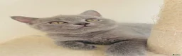 Russian Blue cats for sale: New litter 8wk Russian Blue British Shorthair boys - Advert 6