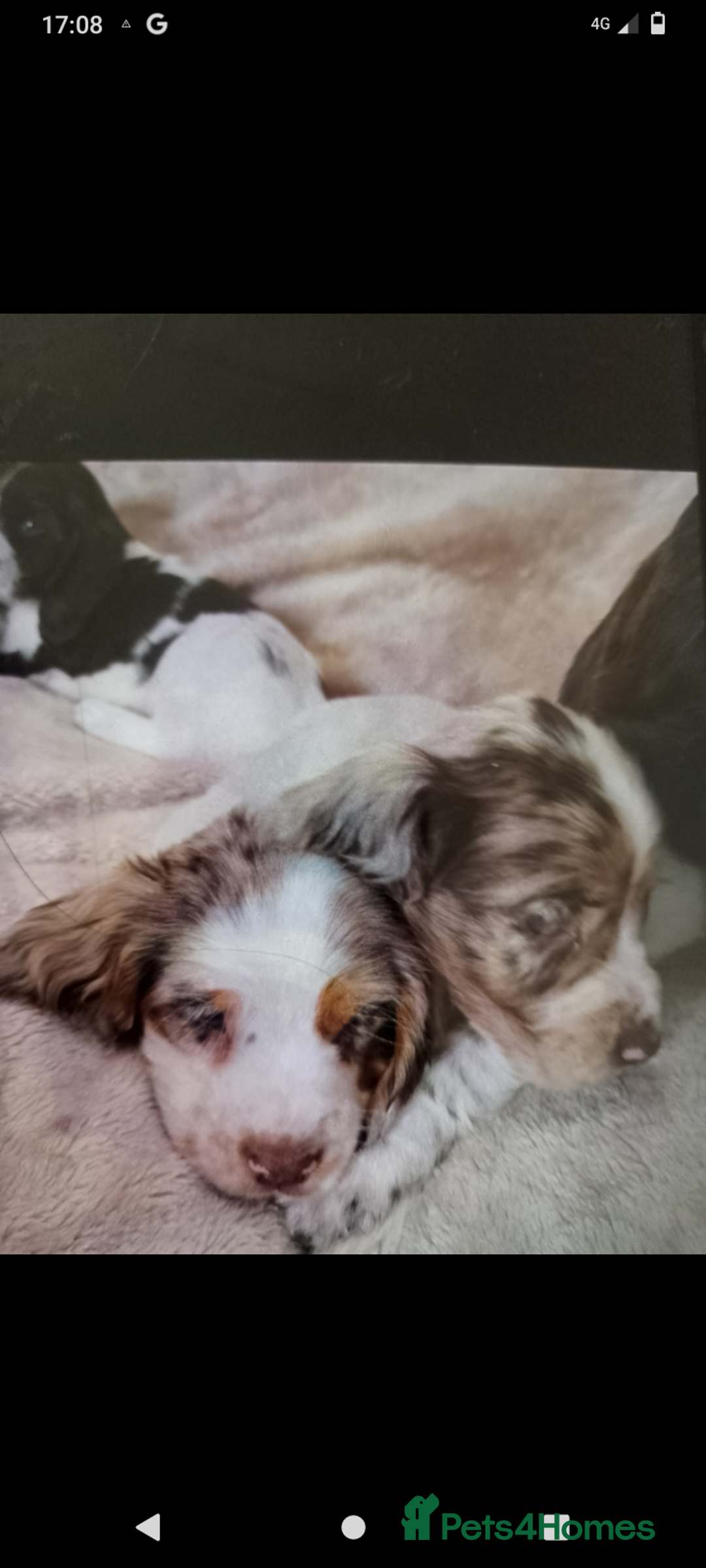 Cocker Spaniel dogs for sale: Cocker spaniel puppies  - Image 2