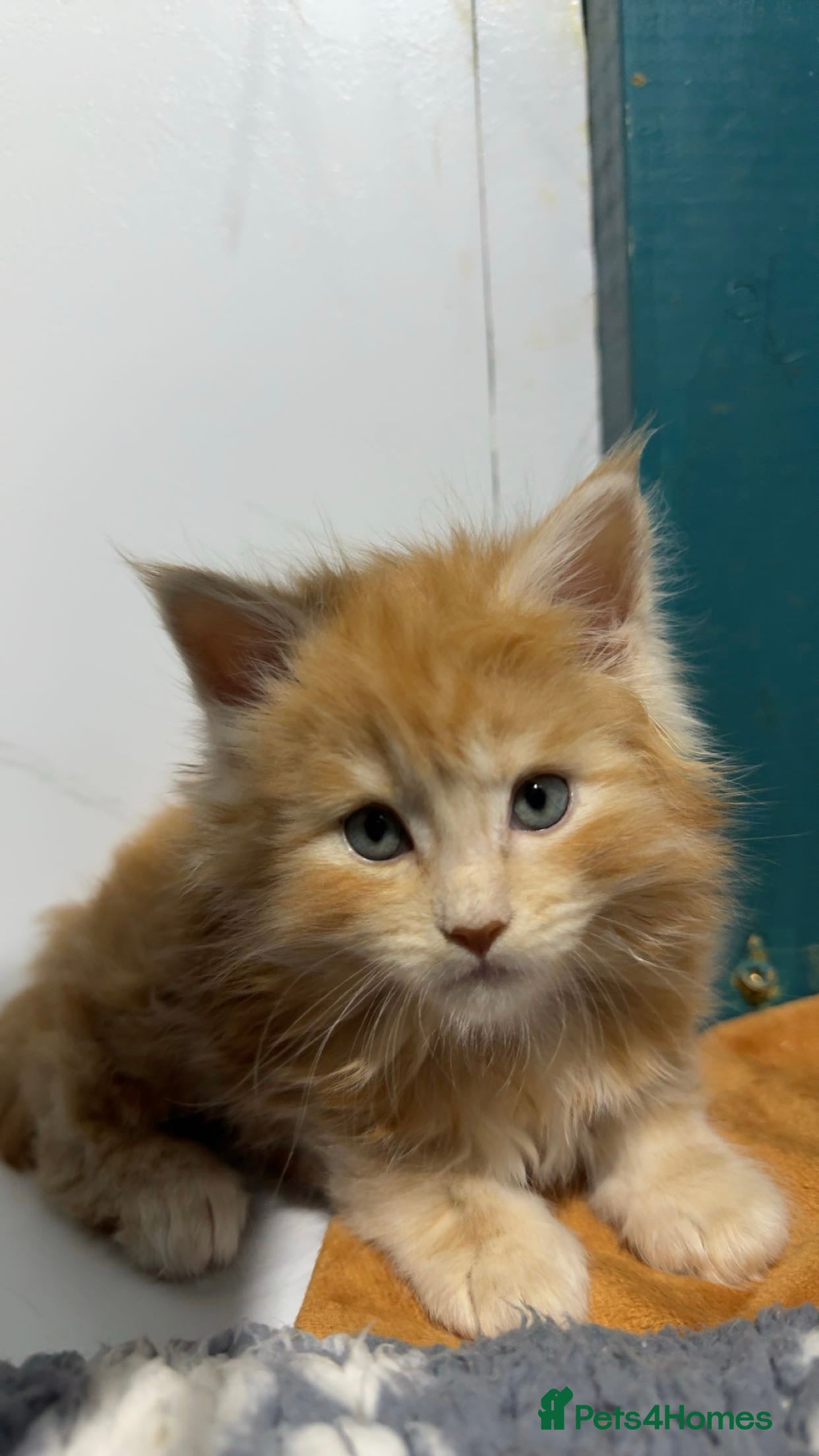 Maine Coon cats Big chunky Russian bloodline kittens - Advert 16