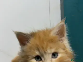 Maine Coon cats Big chunky Russian bloodline kittens - Advert 16