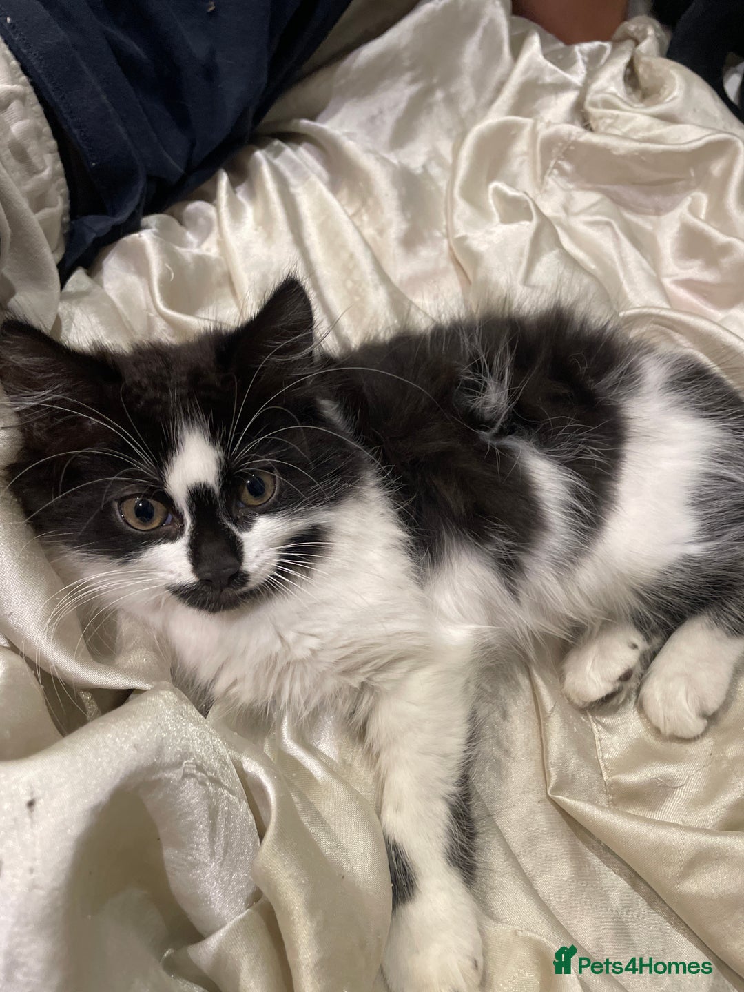 Mixed Breed cats for sale: 2 cat litter ( mixed breed) - Image 6