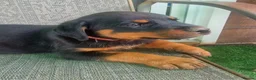 Rottweiler dogs for sale: Devoted Rottweiler Puppies in Southampton - Advert 2