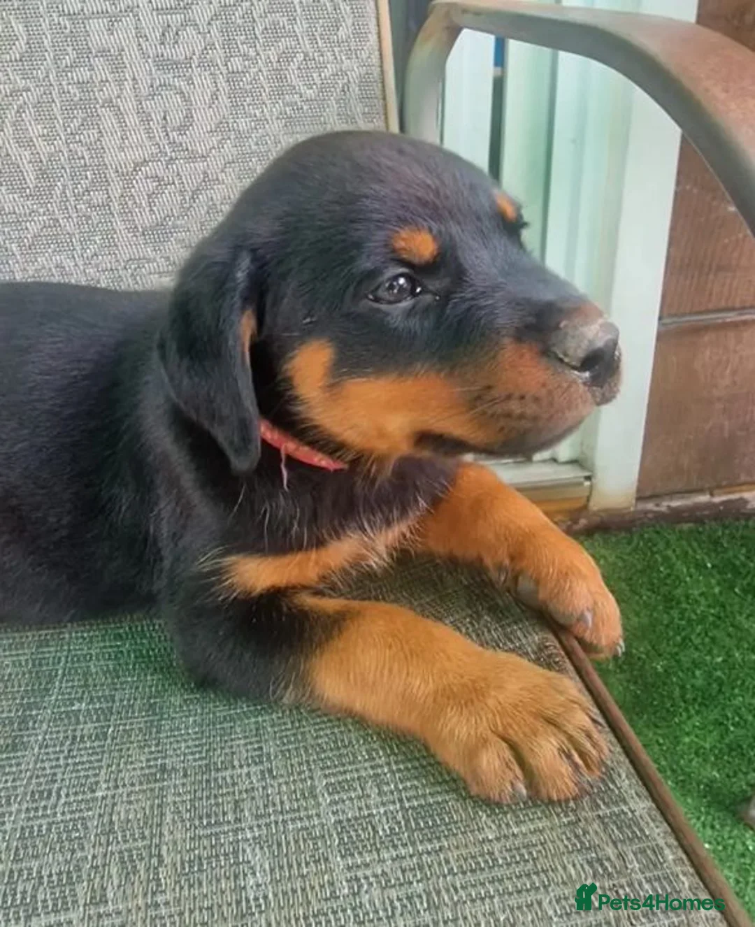 Rottweiler dogs for sale: Devoted Rottweiler Puppies in Southampton - Advert 2