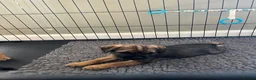 Border Terrier dogs for sale: Border Terrier Puppies - Advert 4