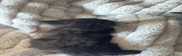 Mixed Breed cats for sale: Lovely fluffy kitten's  in Oxford - Advert 13