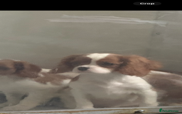 Cavalier King Charles Spaniel dogs for sale: Kennel club reg dna cavalier pups fully vaccine  - Image 11