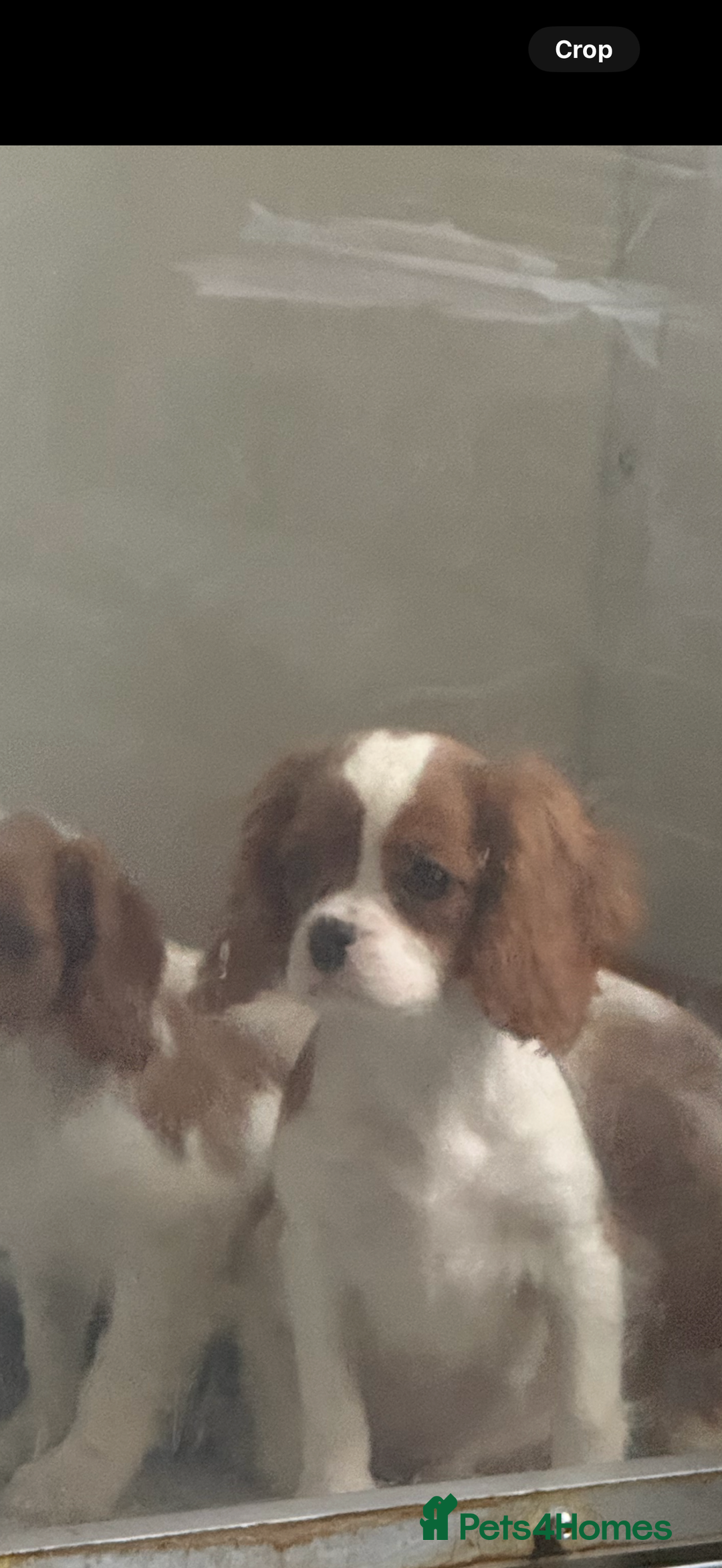 Cavalier King Charles Spaniel dogs for sale: Kennel club reg dna cavalier pups fully vaccine  - Image 11