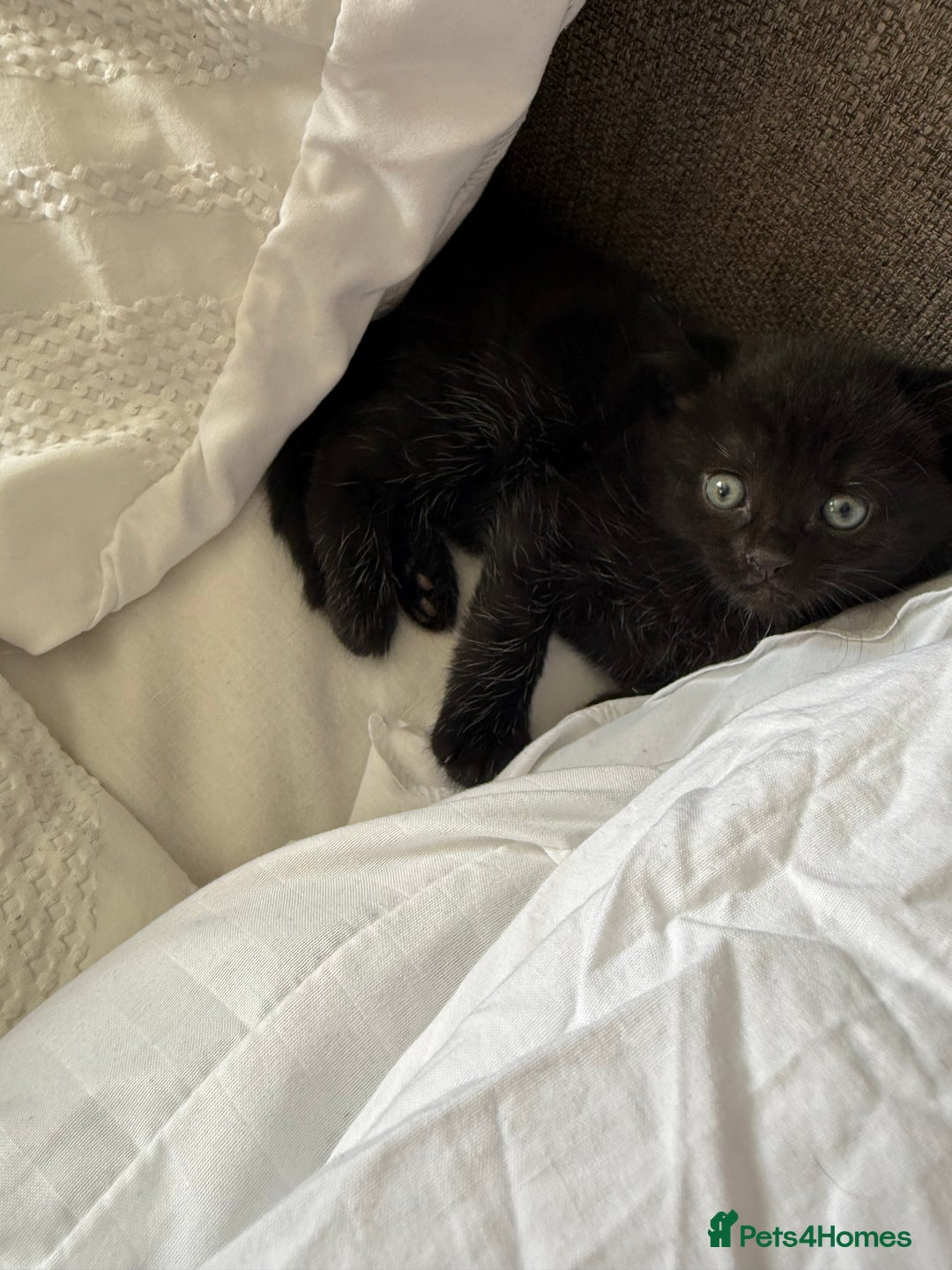 Mixed Breed cats for sale: Beautiful fluffy kittens for excellent homes  in Gillingham - Image 12