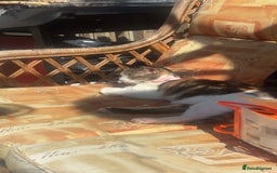 British Shorthair cats for sale: Gorgeous 8yr old female cat for sale - Image 10