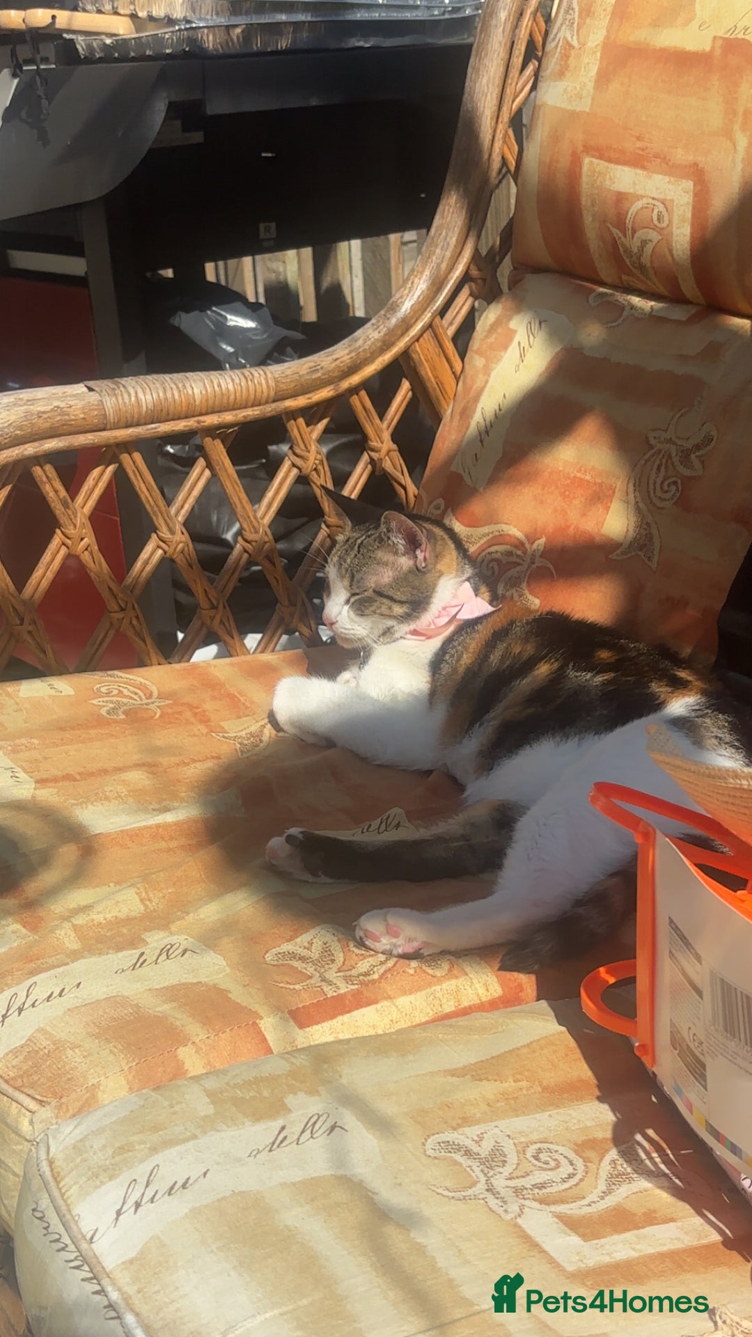 British Shorthair cats for sale: Gorgeous 8yr old female cat for sale - Image 10