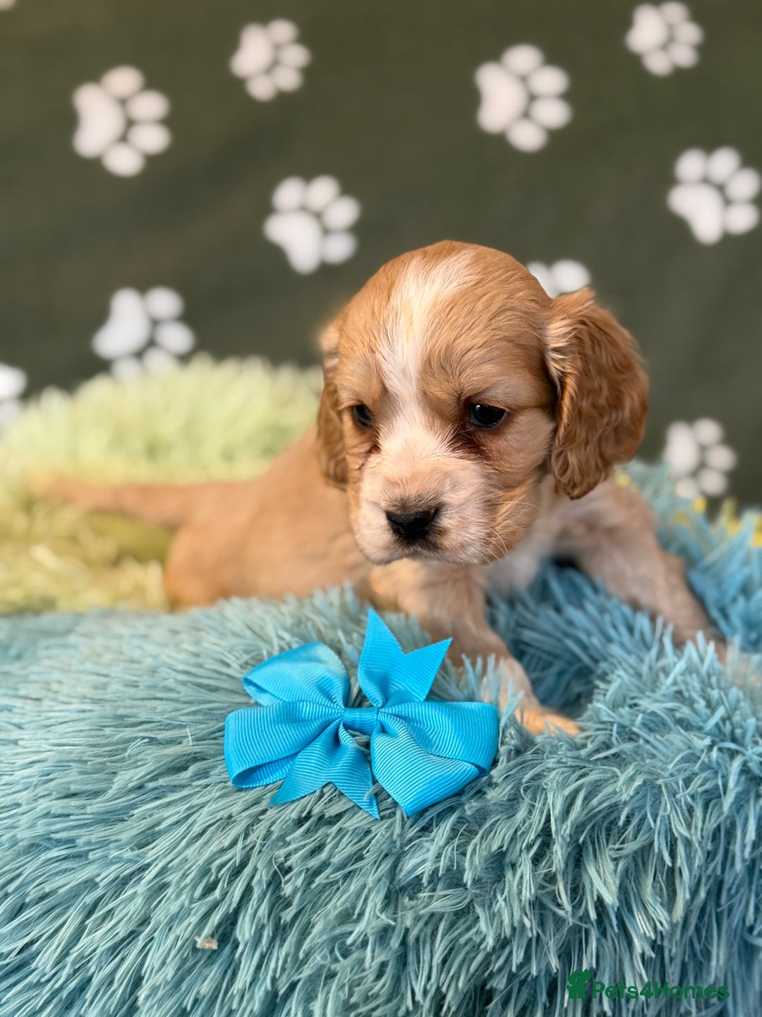 Cockapoo dogs for sale: F1 Cockapoo’s available  - Advert 20