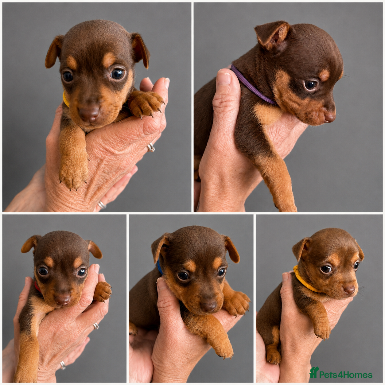 Jack Russell dogs Stunning Litter of Chocolate Jack Russell Puppies. - Advert 13