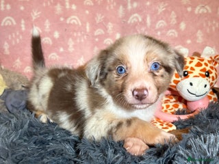 Border Collie dogs Border collie puppies for active homes - Advert 9