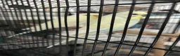 Budgerigars birds for sale: Boy & Girl + Everything else  in London - Advert 6