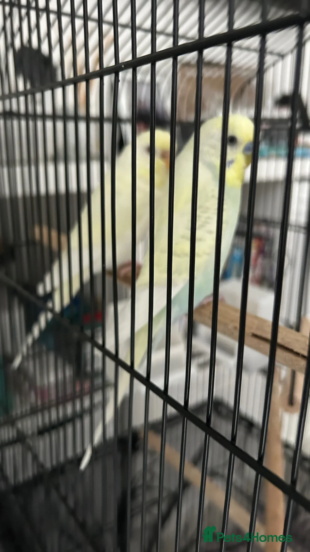 Budgerigars birds for sale: Boy & Girl + Everything else  in London - Advert 6