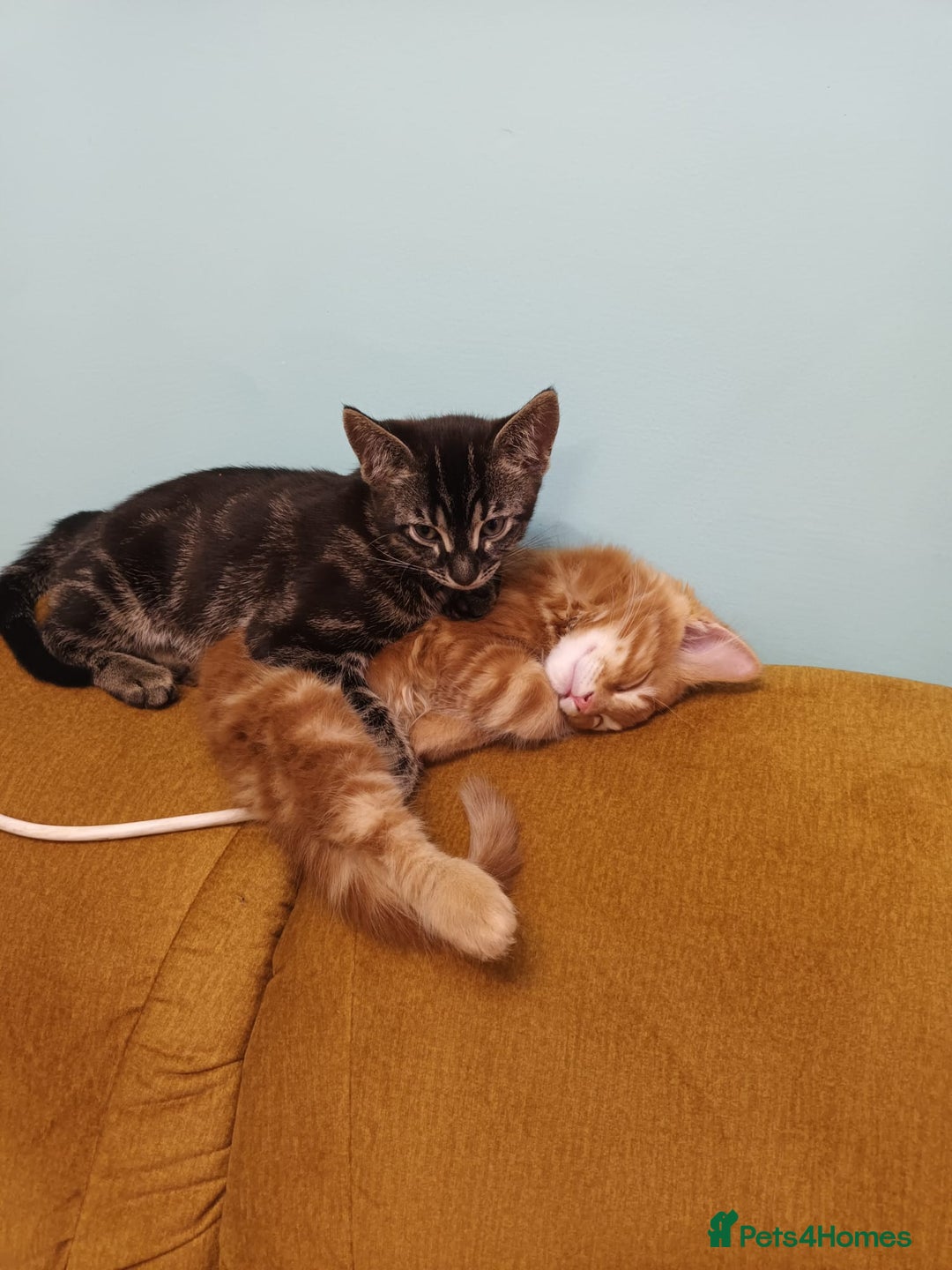 Mixed Breed cats for sale: Adorable kittens  - Advert 11