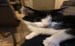 Mixed Breed cats for sale: 5x kittens  - Image 13