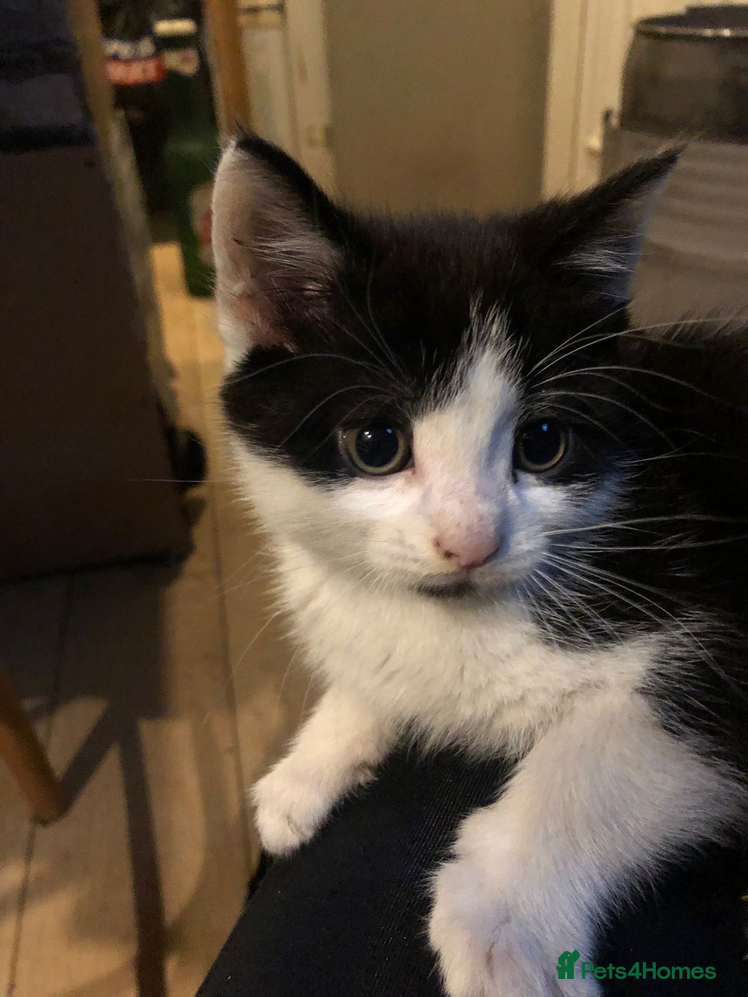 Mixed Breed cats for sale: 5x kittens  - Image 13