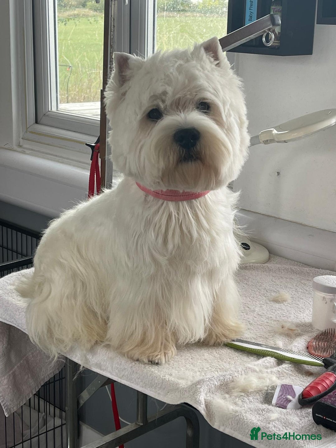 West Highland Terrier dogs for sale: West highland terrier puppies pedigree kc reg - Advert 9