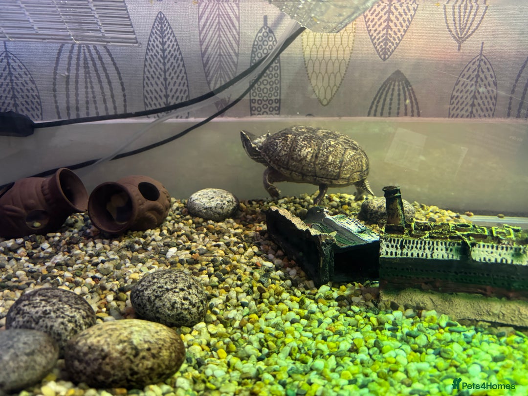 Turtle reptiles for sale: Female Musk Turtle  - Advert 4