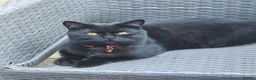 British Shorthair cats for stud: STUD DUTIES - Advert 1