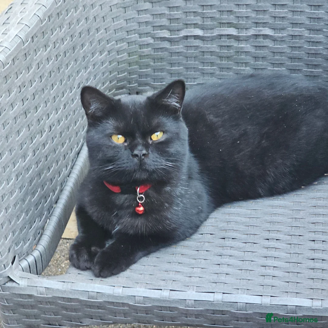 British Shorthair cats for stud: STUD DUTIES - Advert 1
