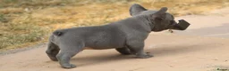 French Bulldog dogs for sale: French bulldog frenchies pups - Advert 8