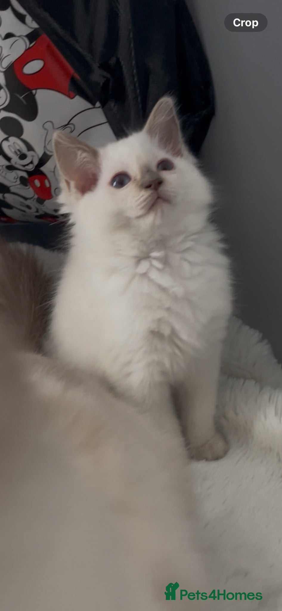Ragdoll cats GCCF  LILAC RAGDOLL FEMALE,ready to reserve  - Advert 2