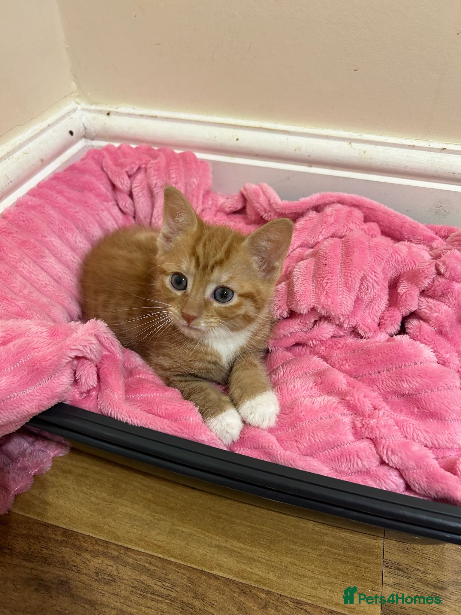 Mixed Breed cats Beautiful kittens for sale  - Advert 2