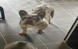 French Bulldog dogs for sale: Female French bulldog  - Image 1
