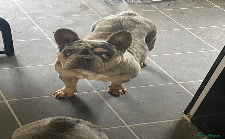 French Bulldog dogs - Advert 12