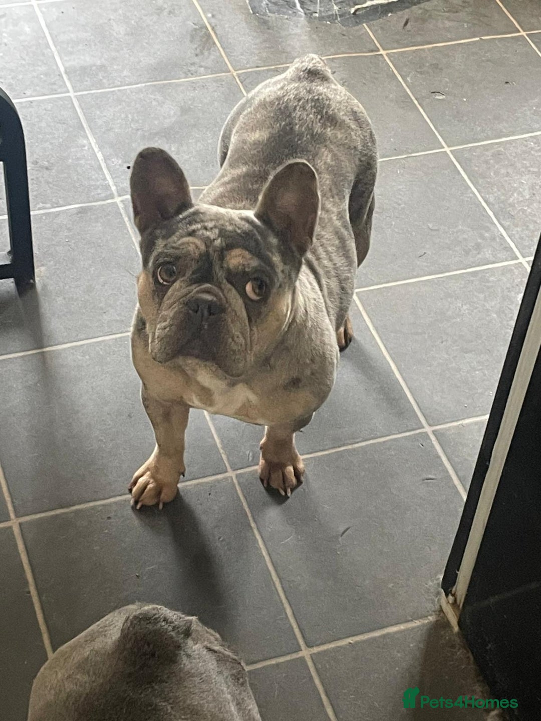 French Bulldog dogs for sale: Female French bulldog  - Image 1