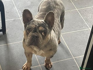 French Bulldog dogs - Advert 36