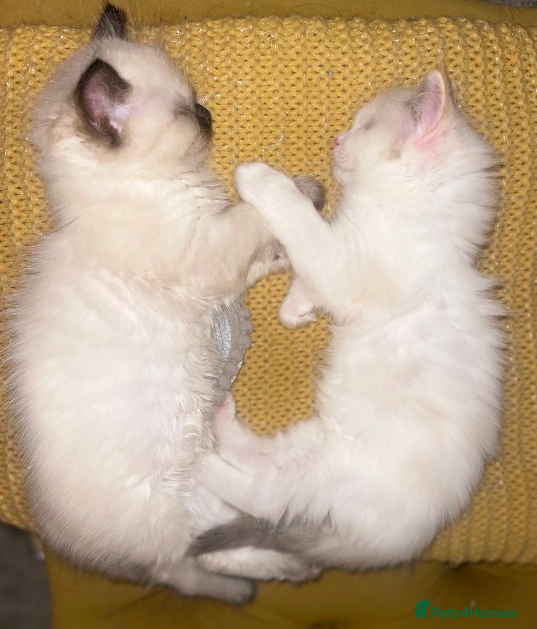 Ragdoll cats for sale: 💞 Beautiful Pure Ragdolls 💞 - Image 1