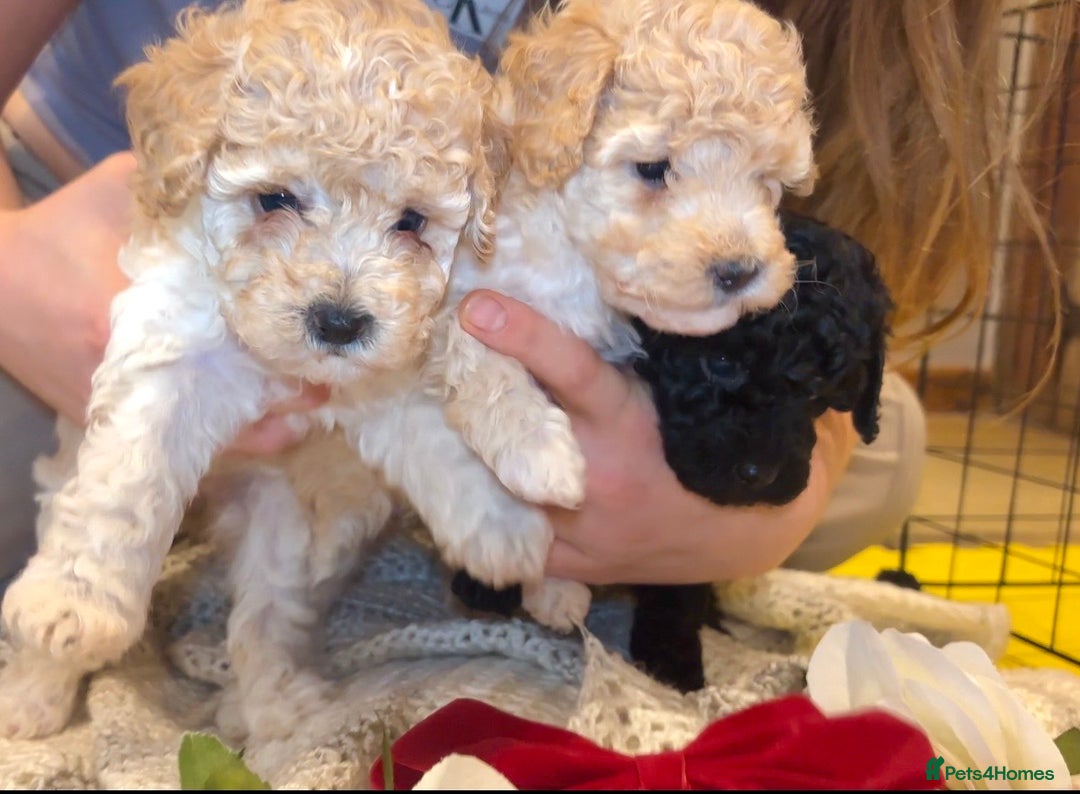 Toy Poodle dogs for sale: TOY POODLE PUPPIES 2 GIRLS 1 BOY LEFT - Image 3