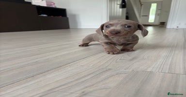 Miniature Dachshund dogs - Advert 9