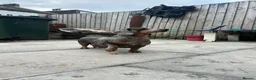 Dachshund dogs for sale: Female Dachsund - Advert 2