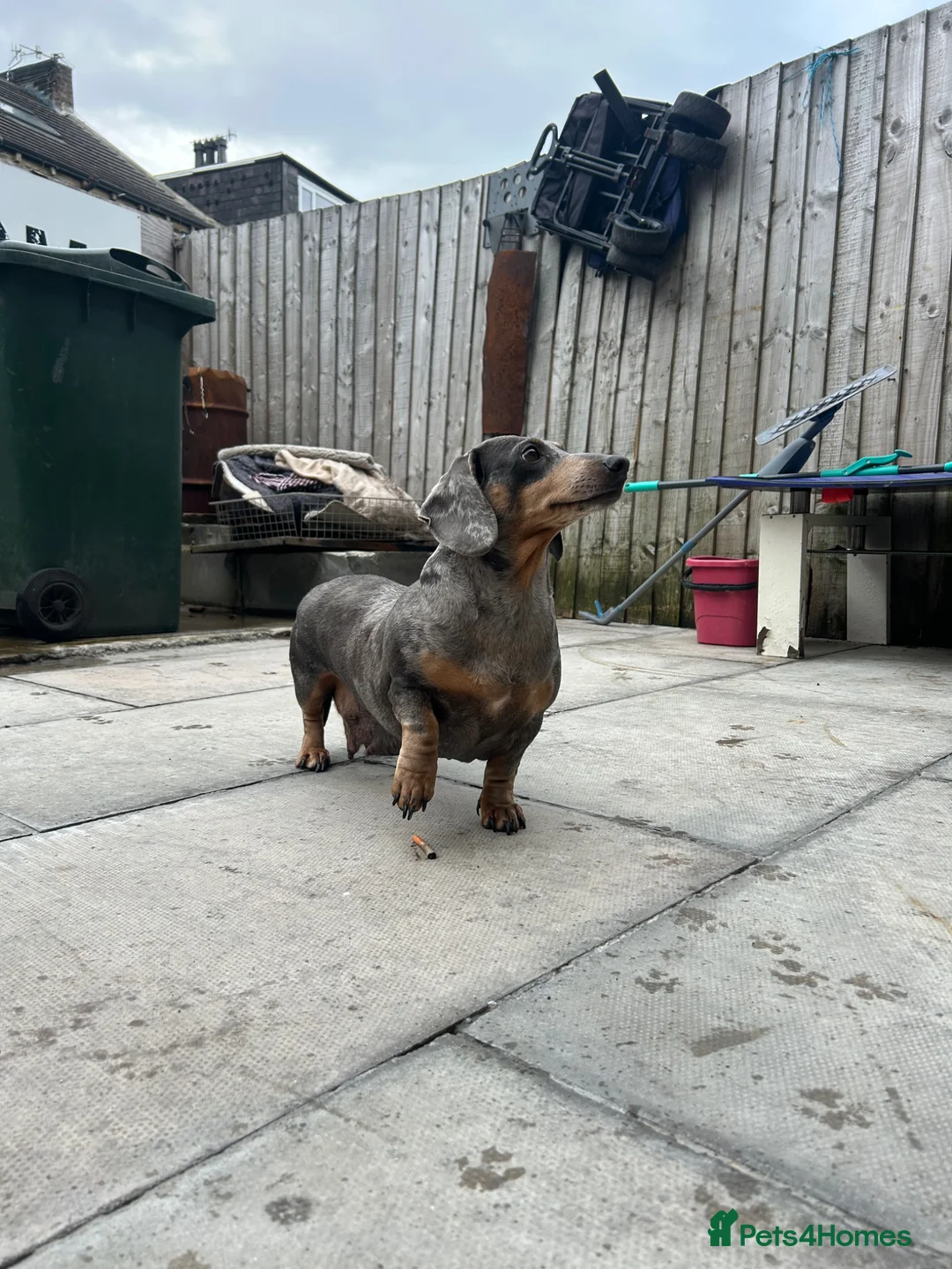 Dachshund dogs for sale: Female Dachsund - Advert 2