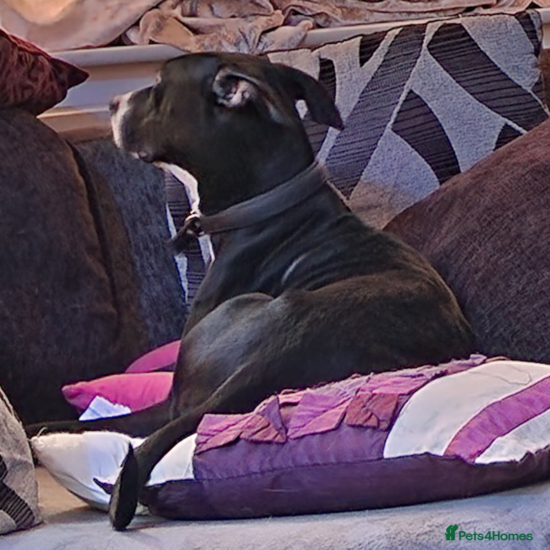 Mixed Breed dogs for sale: Female dog to a dog home (please read description) - Image 9