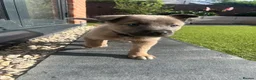 Mixed Breed dogs for sale: Border collie x Belgian Malinois  - Advert 24