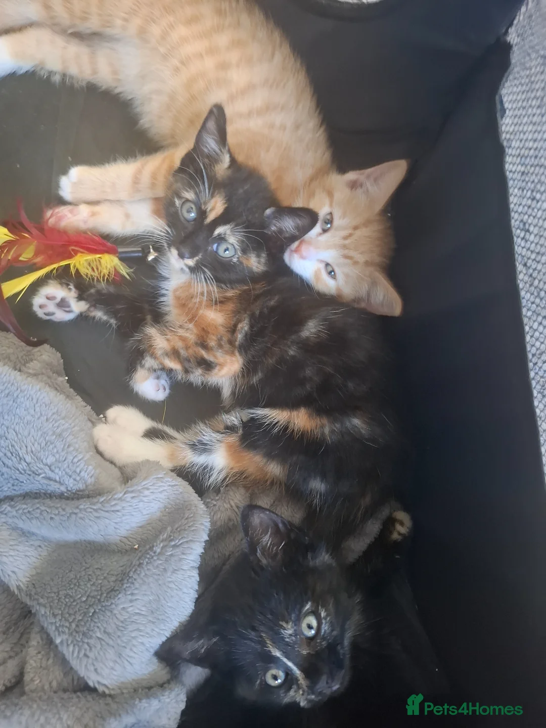 Mixed Breed cats for sale: 3 absolutely stunnimg kittens - Advert 2