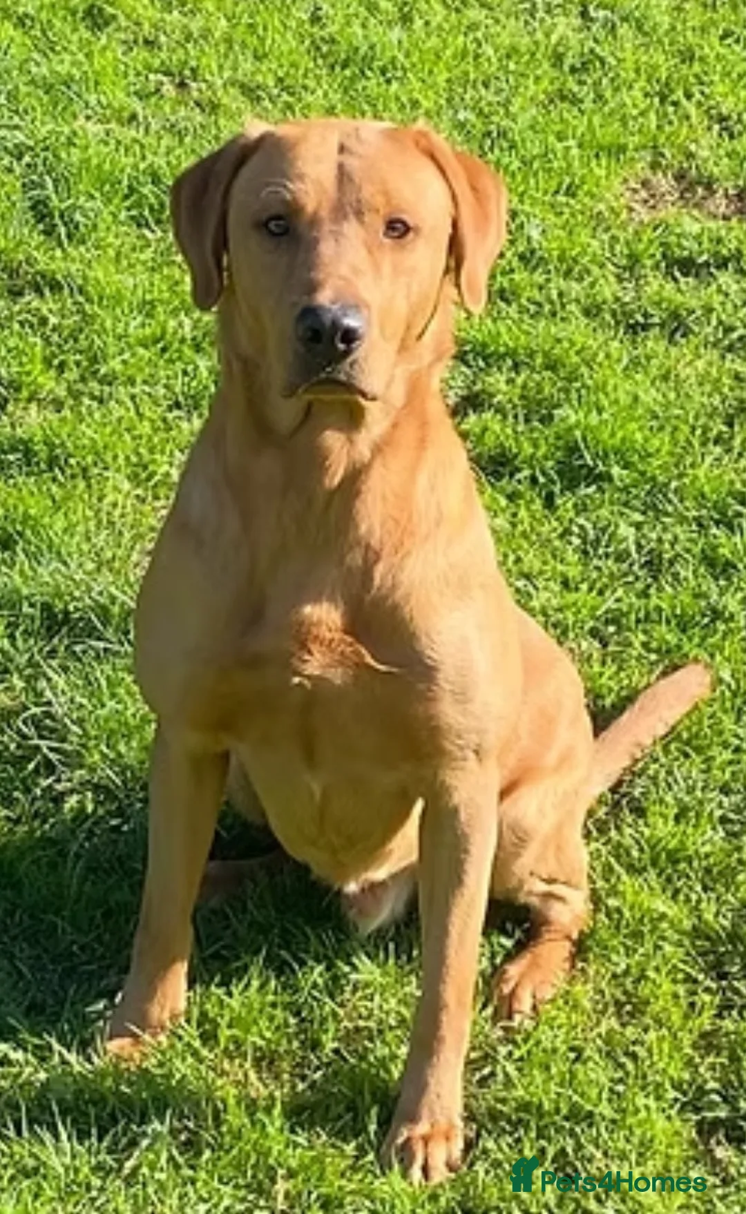 Labrador Retriever dogs for sale: Labrador puppies KC Fully health tested parents  - Advert 25