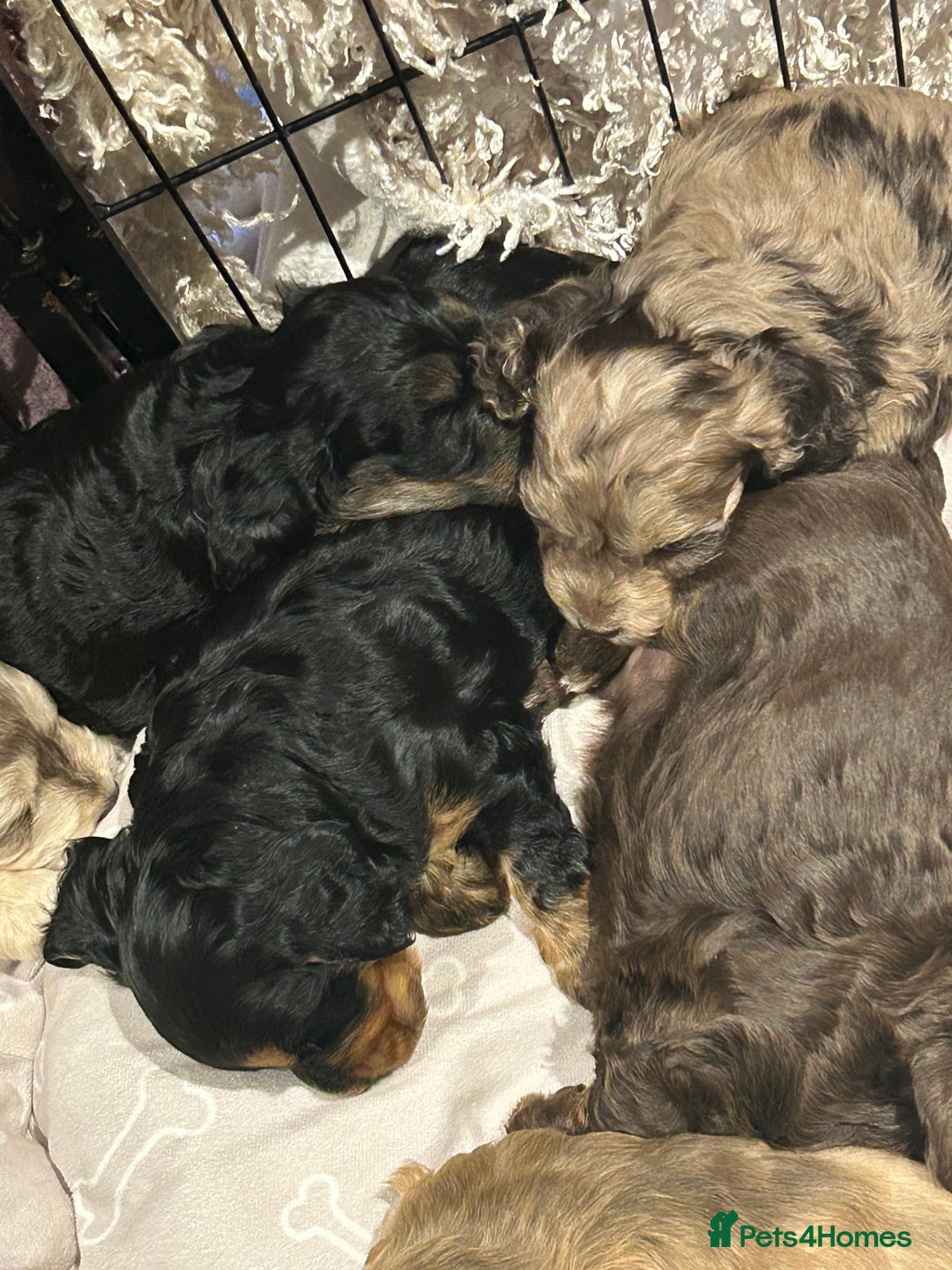 Cockapoo dogs for sale: Cockapoo puppies  - Advert 2