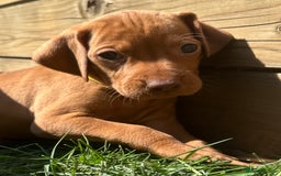 Hungarian Vizsla dogs for sale: Fantastic KC Hungarian Vizsla Puppies! in Rugby - Image 2