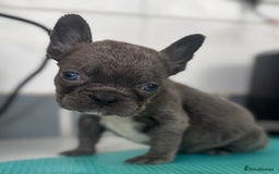 French Bulldog dogs for sale: French bulldogs - Image 32